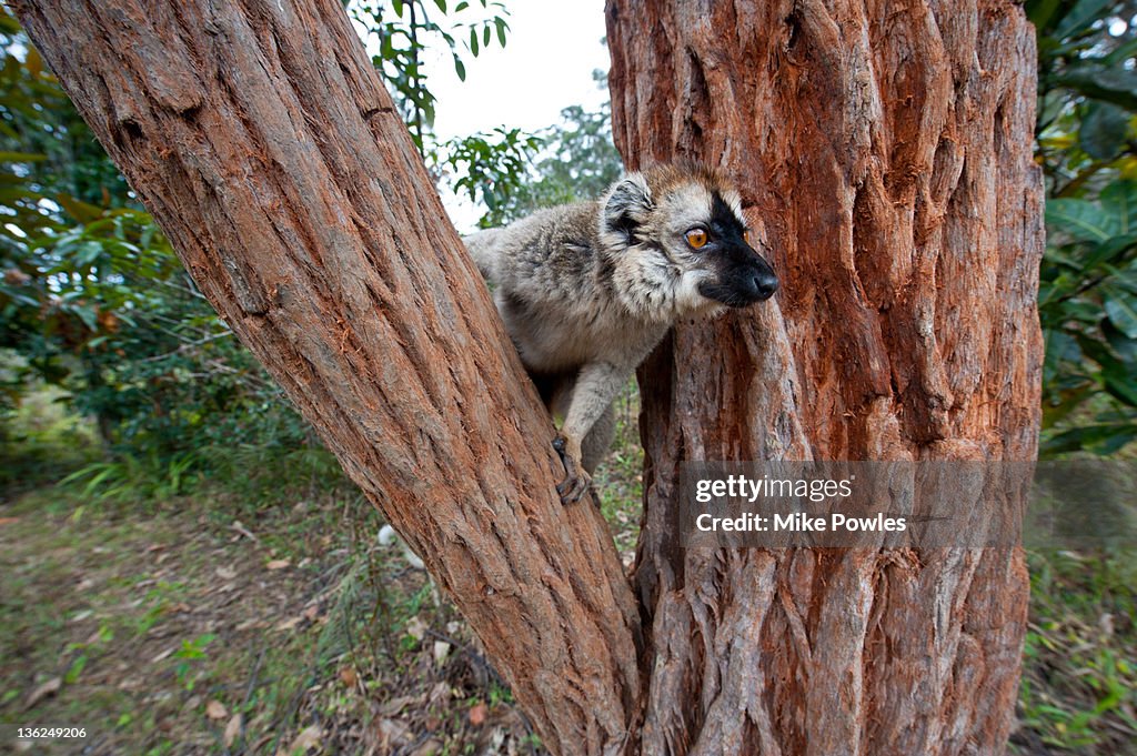 Red-fronted Brown Lemur male Madagascar
