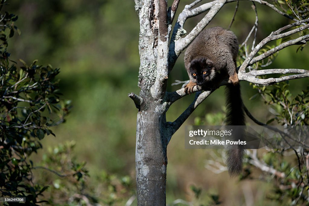 Red-fronted Brown Lemur Madagascar