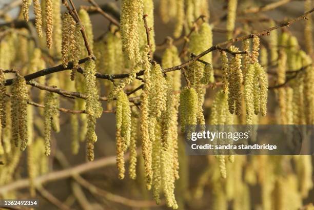 the catkins of a hazel tree, corylus avellana,. - hazelaar stockfoto's en -beelden