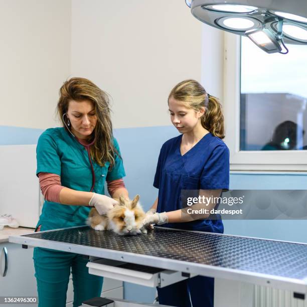 Photo Rabbit Examinatin Rabbit Vet Photos and Premium High Res Pictures - Getty Images