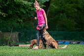 Dog trainer working with her belgian malinois