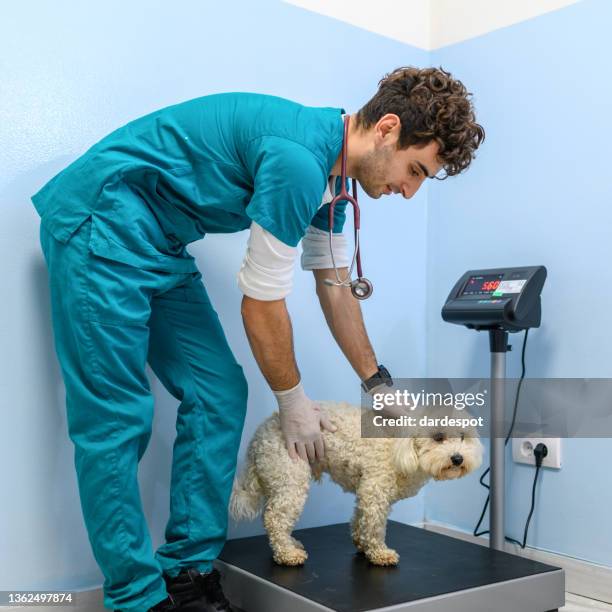 cane maltese in piedi su una bilancia dal veterinario - animal scale foto e immagini stock