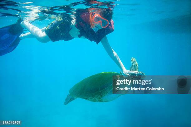 young boy touching sea turtle - bridgetown barbados stock pictures, royalty-free photos & images