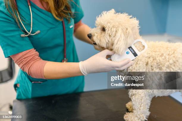 veterinarian scanning a dog's chip - chips stockfoto's en -beelden