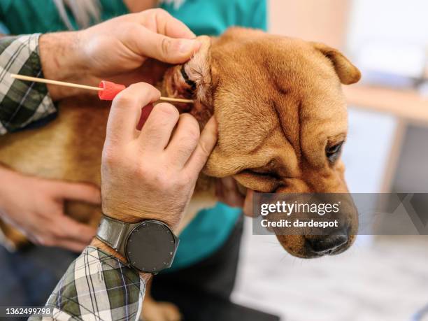 nahaufnahme der entnahme einer probe von eselsohr am tierspital. - animal ear stock-fotos und bilder