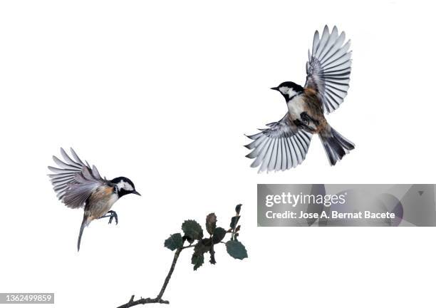 close-up of two birds tannenmeise (periparus ater) coal tit, in flight with open wings  on a white background. - songbird stock pictures, royalty-free photos & images