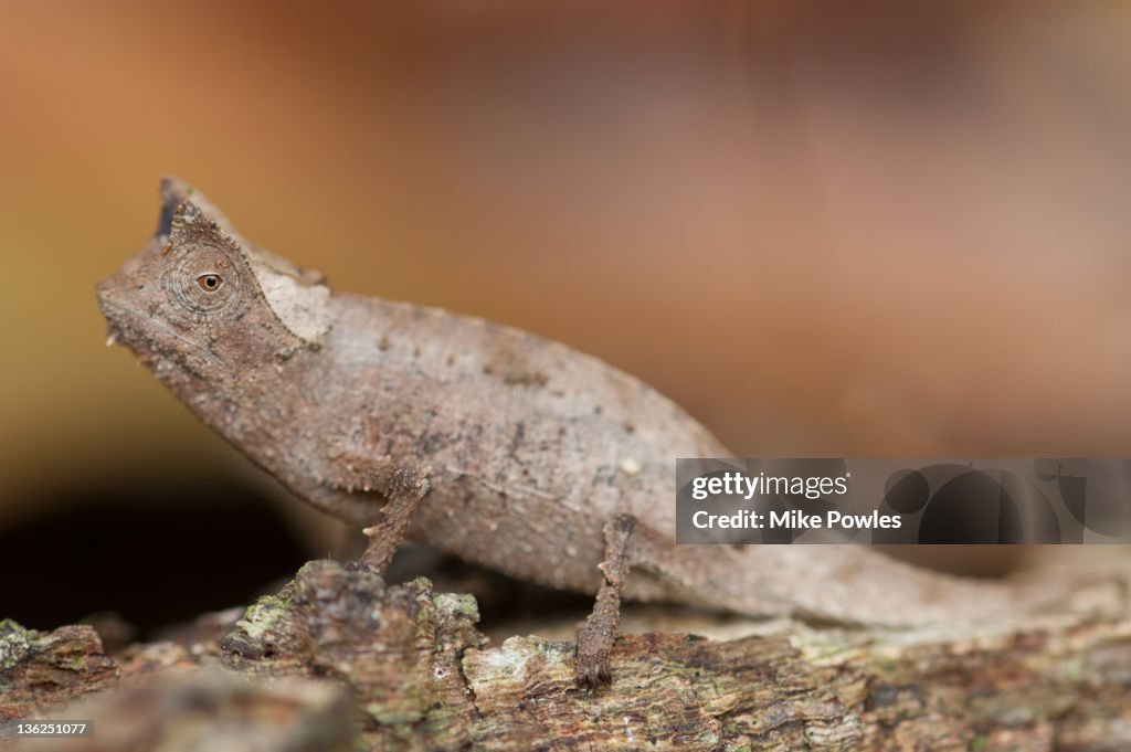 Stump-tailed Chameleon Perinet Madagascar