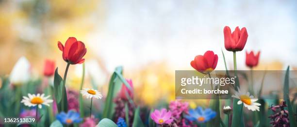 colorato giardino - primavera foto e immagini stock