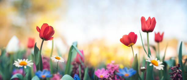 colorful garden - spring landscape stock pictures, royalty-free photos & images
