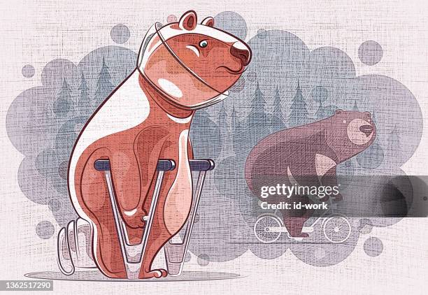 injured bear meeting cycling bear friend - limping stock illustrations