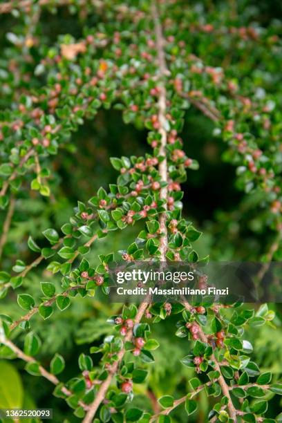 green small leaves and red flower buds of the exotic flowering plant shiny cotoneaster (cotoneaster lucidus) - cotoneaster horizontalis stock pictures, royalty-free photos & images