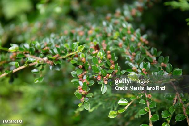 green small leaves and red flower buds of the exotic flowering plant shiny cotoneaster (cotoneaster lucidus) - cotoneaster horizontalis stock pictures, royalty-free photos & images