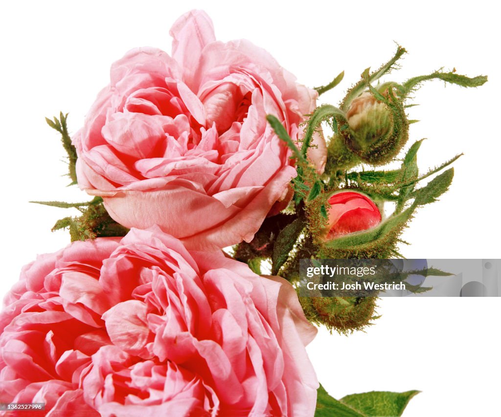 Rose Rosa Darcet Moosrose Robert France 1851 High-Res Stock Photo - Getty  Images