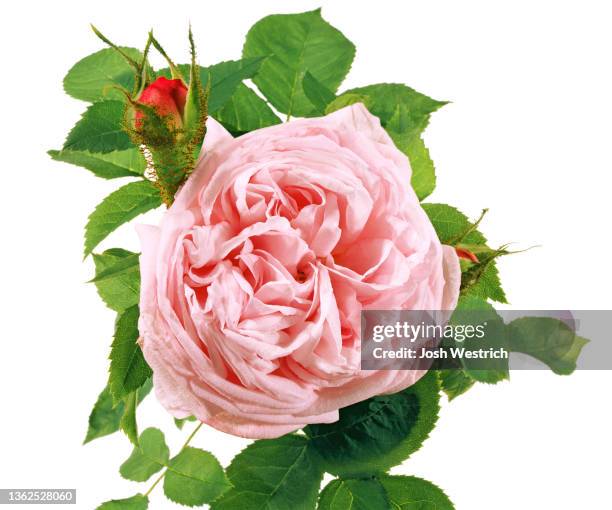 4,585 Wild Rose Stock Photos, High-Res Pictures, and Images - Getty Images