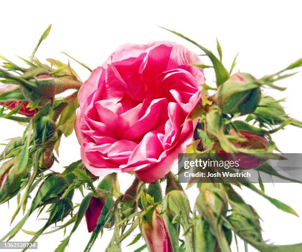 Middle East Roses 78 Wild Rose Oil Stock Photos, High-Res Pictures, and Images - Getty Images