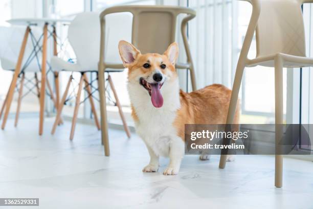 simpatico cane welsh corgi adulto in piedi nel caffè bianco della caffetteria con un sorriso allegro al suo proprietario - pembroke welsh corgi puppy foto e immagini stock