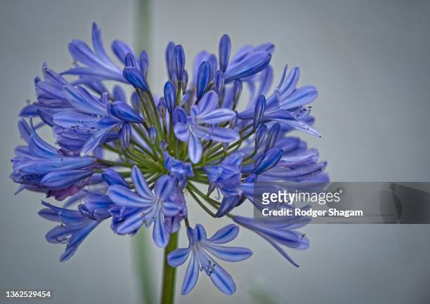 blue agapanthus - african lily imagens e fotografias de stock