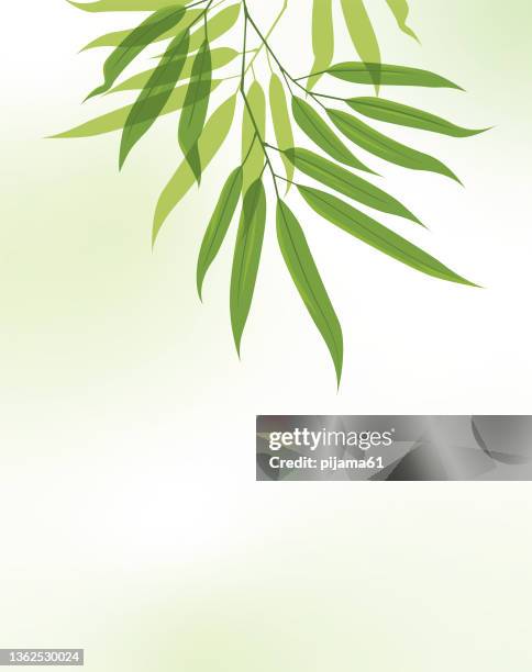 bamboo leaves - bamboo texture stock illustrations