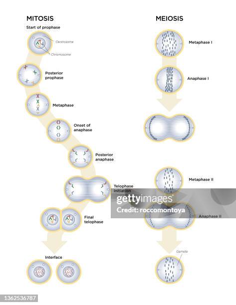 mitosis and meiosis - anaphase stock illustrations