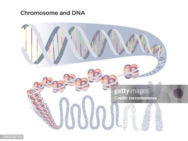 dna-struktur - chromosome stock-grafiken, -clipart, -cartoons und -symbole