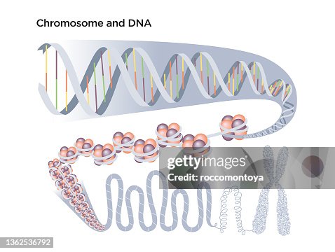 DNA structure DNA structure