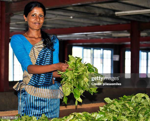 girl turns leaves at sri lankan tea factory in the nilgiri hills, sri lanka, south asia - sri lankan ethnicity stock pictures, royalty-free photos & images