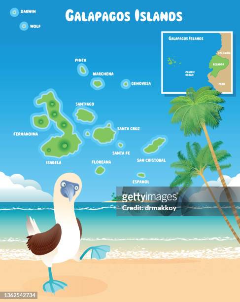 galapagos islands and blue-footed booby - active volcano stock illustrations