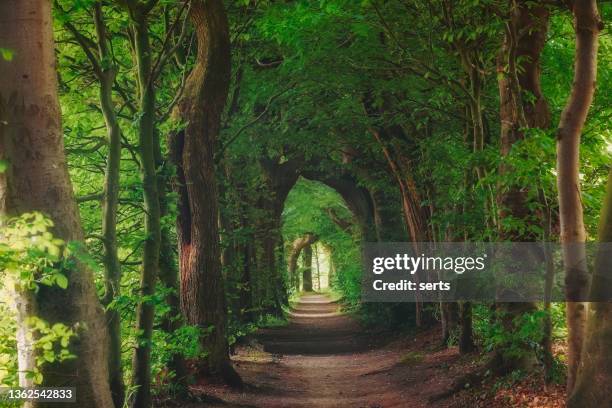 magical forest path and tree tunnel at sunrise on spring - magical forest stock pictures, royalty-free photos & images