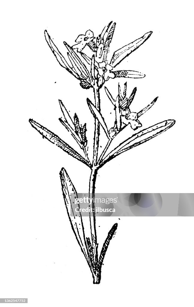 Antique illustration: Satureja