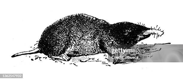 antique illustration: scalopini mole - mole stock illustrations