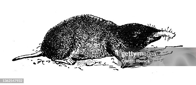 Antique illustration: Scalopini mole Antique illustration: Scalopini mole