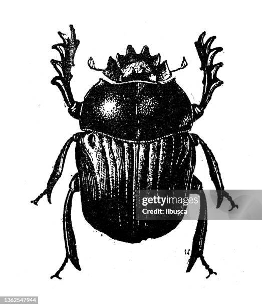 stockillustraties, clipart, cartoons en iconen met antique illustration: scarab - scarabee