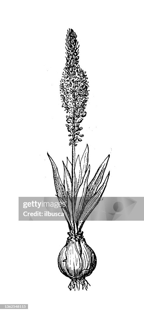 Antique illustration: Drimia maritima, sea squill