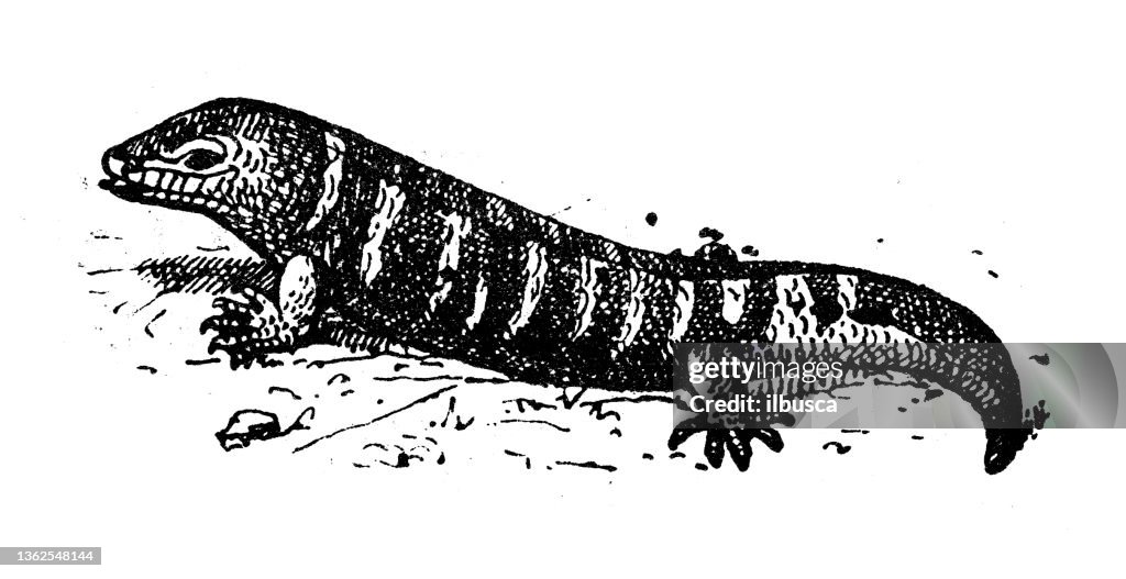 Antique illustration: western green lizard (Lacerta bilineata)