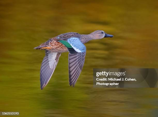 blue-winged teal over green - teal anas discors birds stock pictures, royalty-free photos & images