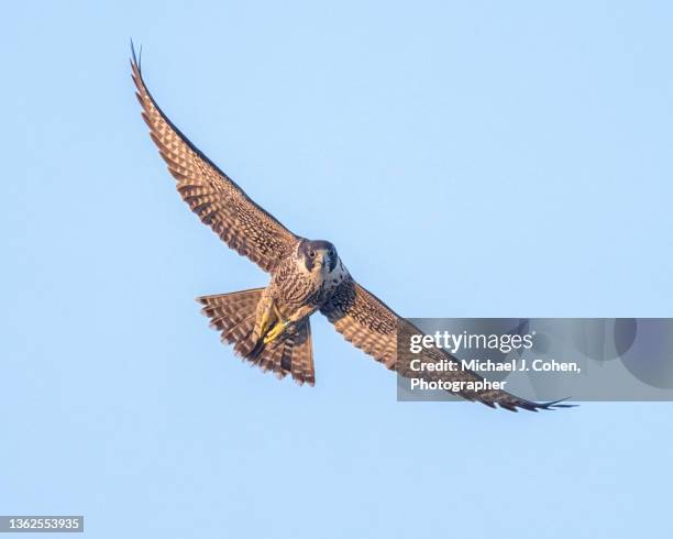 peregrine falcon in flight - falcon stock pictures, royalty-free photos & images