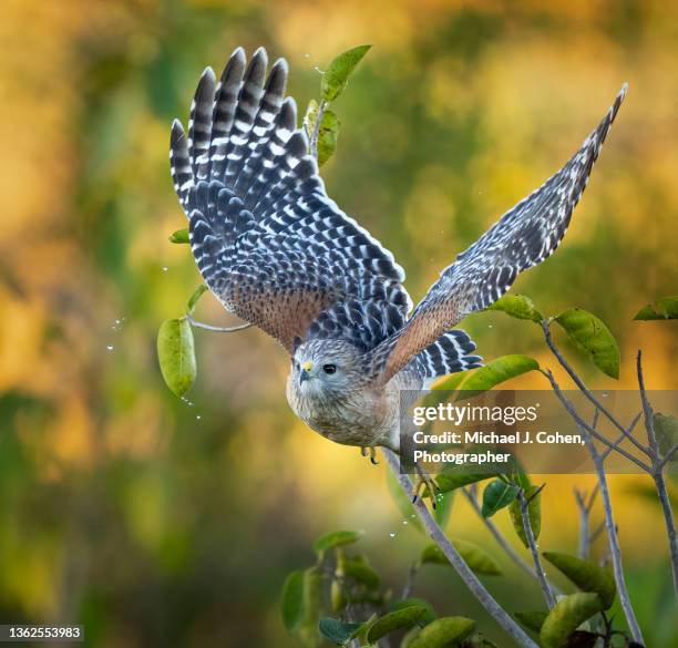 red-shouldered hawk takeoff - boynton beach stock pictures, royalty-free photos & images