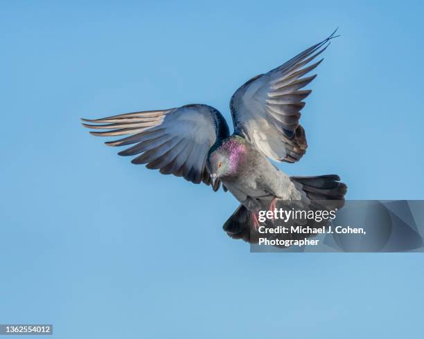 rock dove landing - columbiformes stockfoto's en -beelden