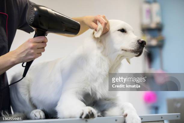 pet groomer drying hair of a dog in pet salon - pampered pets stock pictures, royalty-free photos & images