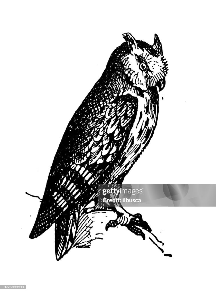 Antique illustration: Eurasian scops owl (Otus scops)