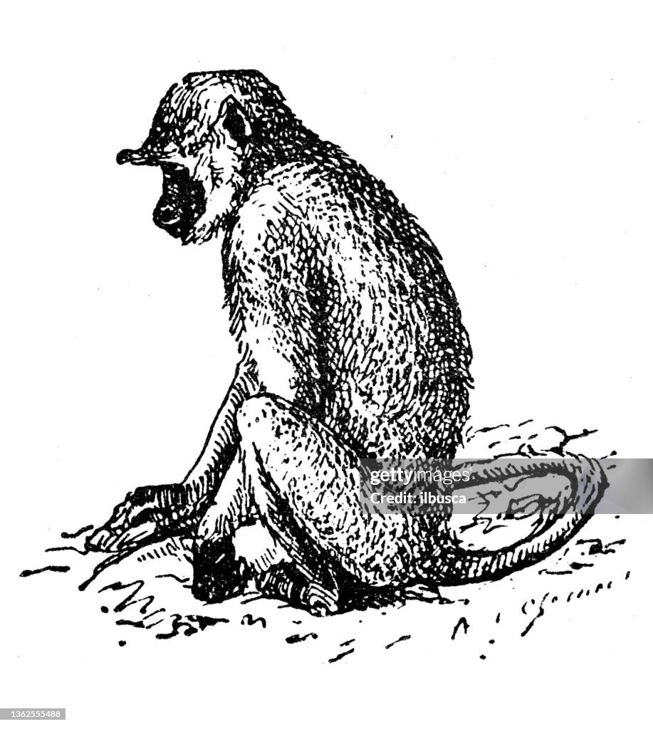 Antique illustration: Gray langur, also called Hanuman langur, Hanuman monkey, Semnopithecus