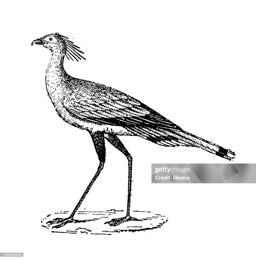 Antique illustration: secretarybird or secretary bird (Sagittarius serpentarius)