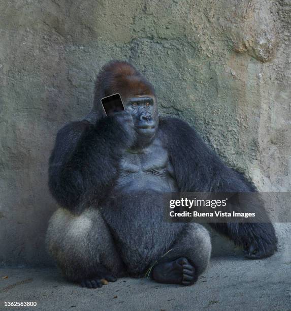 gorilla talking on a smartphone. - call of the wild 個照片及圖片檔