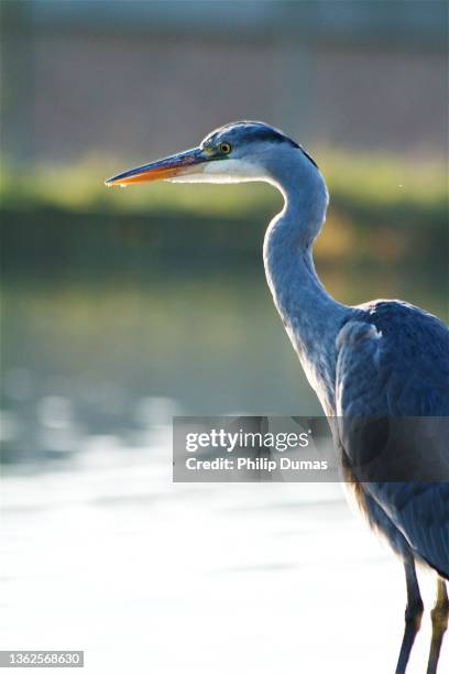 grey heron (ardea cinerea) in pond - blue heron stock pictures, royalty-free photos & images