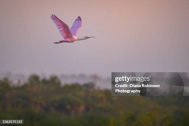 roseate spoonbill  in flight above the marsh and mangrove trees just after sunrise at ten thousand islands national wildlife refuge near marco island, florida - habitat bird florida stock pictures, royalty-free photos & images