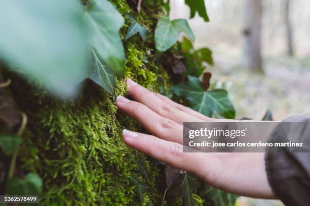 a hand touching green moss on a tree - tocan fotografías e imágenes de stock