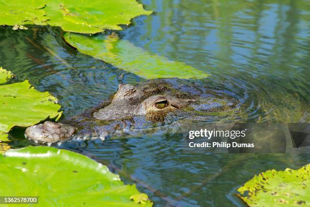 american crocodile (crocodylus acutus) in lilies - クロコダイル ストックフォトと画像