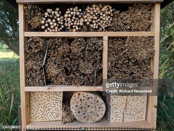 insect hotel - ants in house stock pictures, royalty-free photos & images