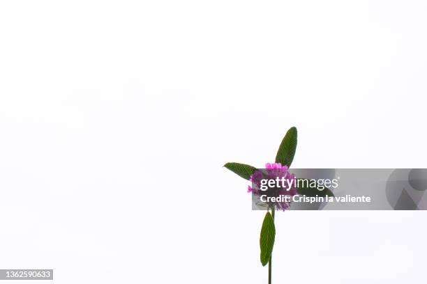 trifolium pratense l., pink violet flower of common clover - clover sprouts stock pictures, royalty-free photos & images