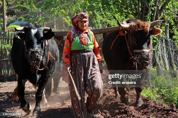 primitive farmers, kastamonu city, turkey - ox cart stock pictures, royalty-free photos & images